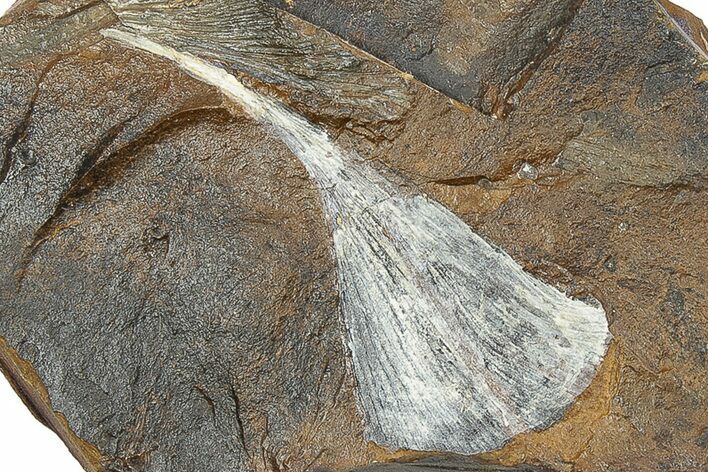Fossil Ginkgo Leaf From North Dakota - Paleocene #247095